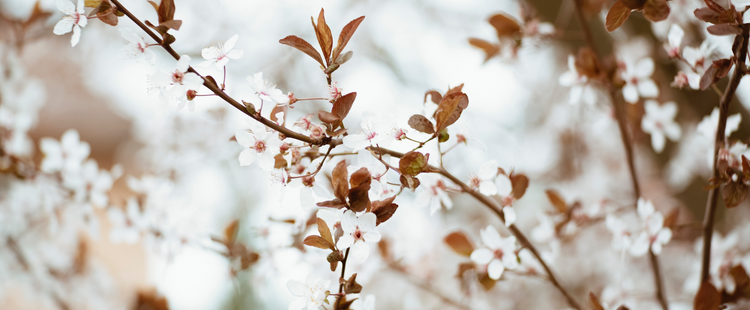 Spring Specials.